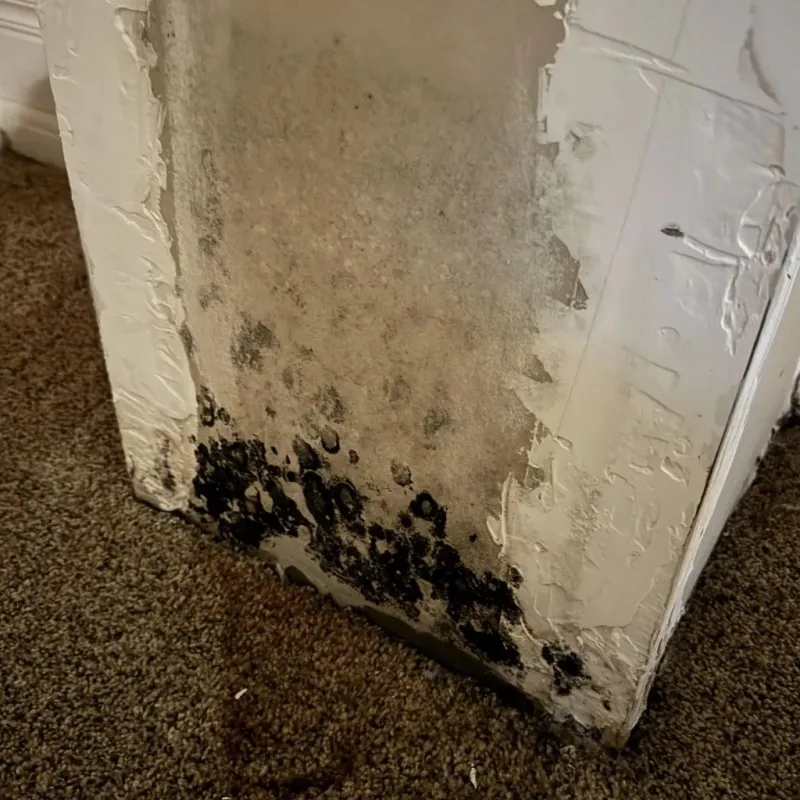 Professional Mold Removal in Glen Carbon, IL